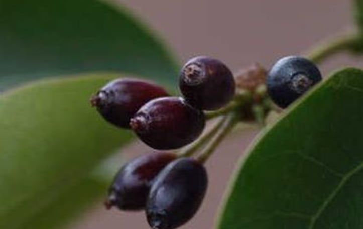 Dendropanax trifidus