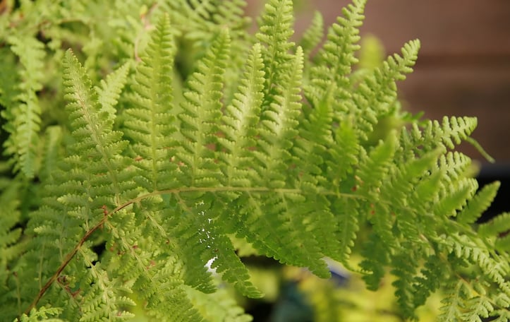 Boulder Fern