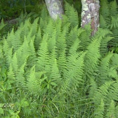 Boulder Fern 2