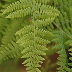 Boulder Fern 3