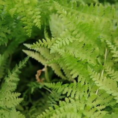 Boulder Fern 4