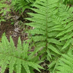 Silvery Glade Fern 4
