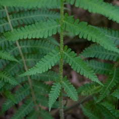 Silvery Glade Fern 2