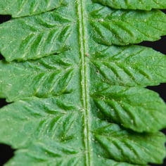 Silvery Glade Fern 3