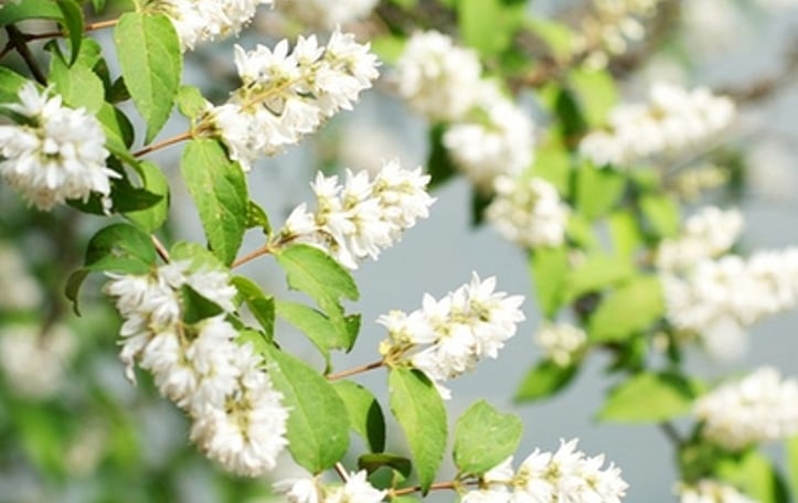 Deutzia