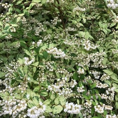 Deutzia 4