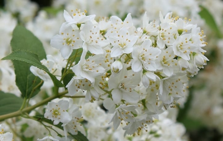 Japanese Snow Flower