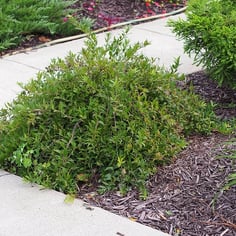 Japanese Snow Flower 4