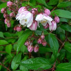Japanese Snow Flower 3