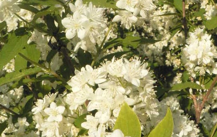 Lemoine Deutzia