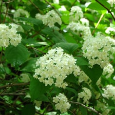 Lemoine Deutzia 2