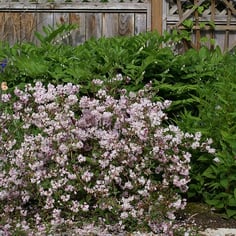 Rose Deutzia 2