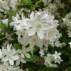 Rose Deutzia 3