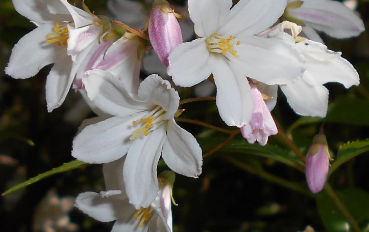 Rose Deutzia