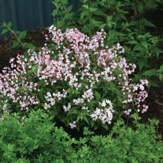Yuki Cherry Blossom™ Deutzia 3
