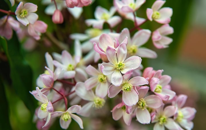Yuki Cherry Blossom™ Deutzia