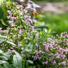 Yuki Cherry Blossom™ Deutzia 2