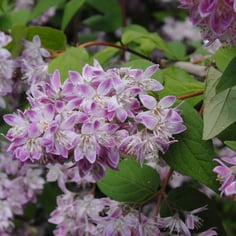 Deutzia 2