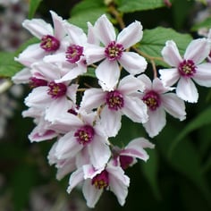 Deutzia 3