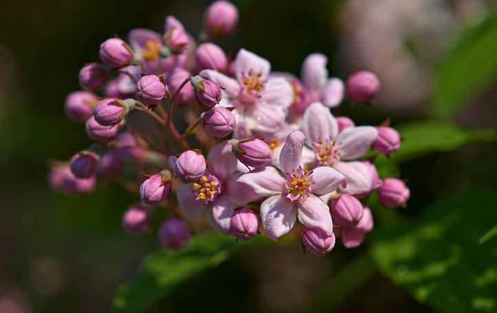 Deutzia