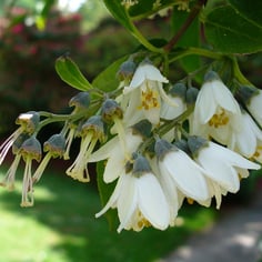 Deutzia 4