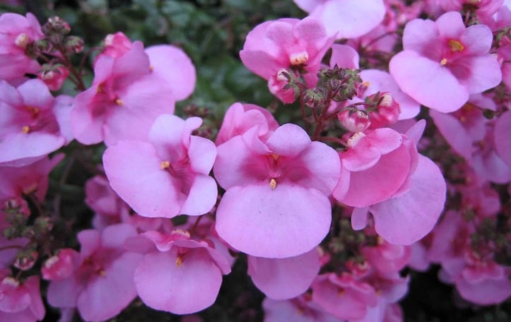 Barber's Diascia
