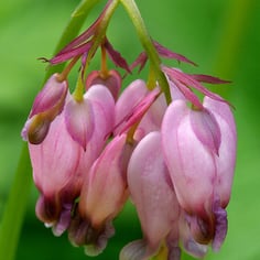 Bleeding Heart 2
