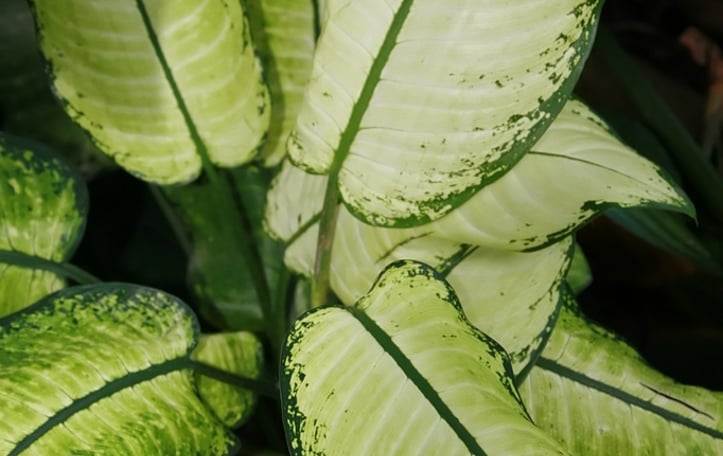 Dieffenbachia