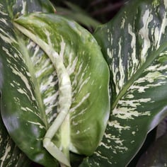 Dieffenbachia 2