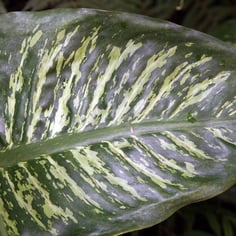 Dieffenbachia 3