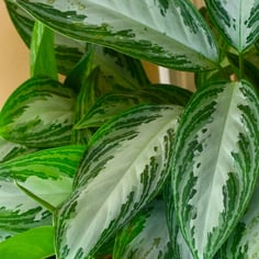 Dieffenbachia 4
