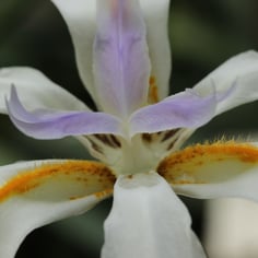 African Iris 2