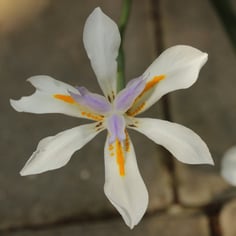 African Iris 3