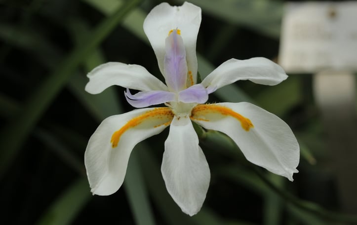 African Iris