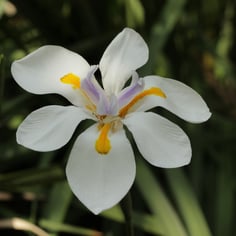 African Iris 4