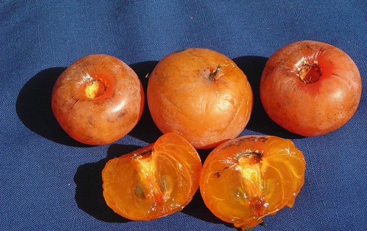 C-100 Common Persimmon