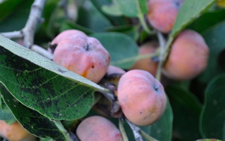 Meader Common Persimmon