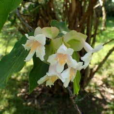 Chinese Honeysuckle Shrub 3