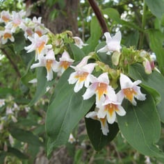 Chinese Honeysuckle Shrub 4