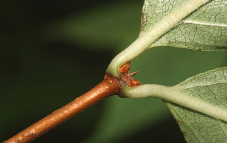 Chinese Honeysuckle Shrub