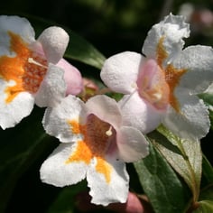 Chinese Honeysuckle Shrub 2