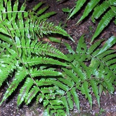 Great Fern 2