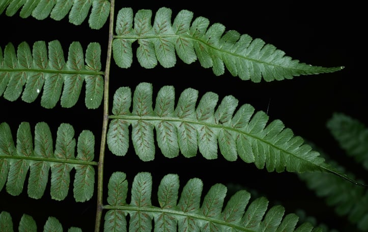 Great Fern