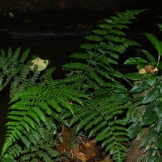 Great Fern 3