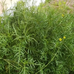 Perennial Wallrocket 3