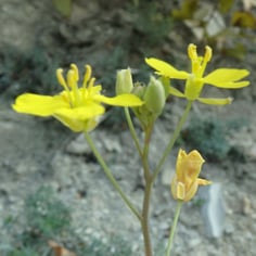 Perennial Wallrocket 2