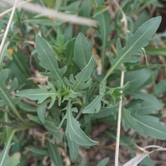 Perennial Wallrocket 4