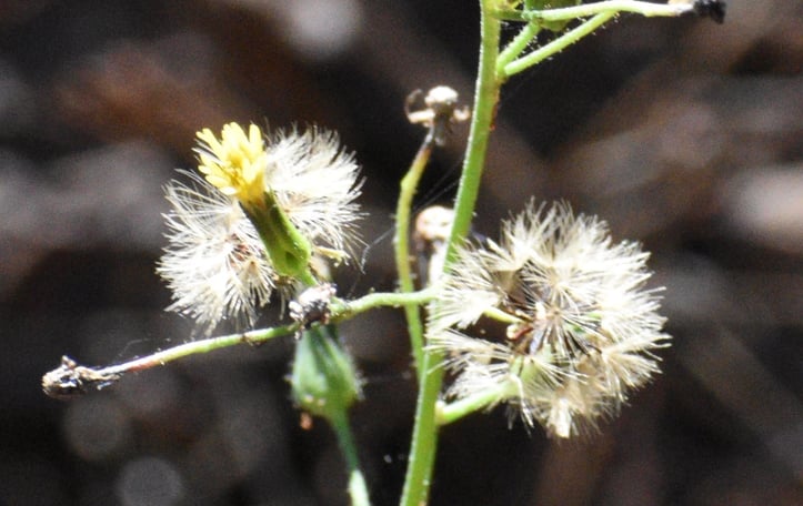 Camphor Inula