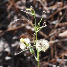 Camphor Inula 2