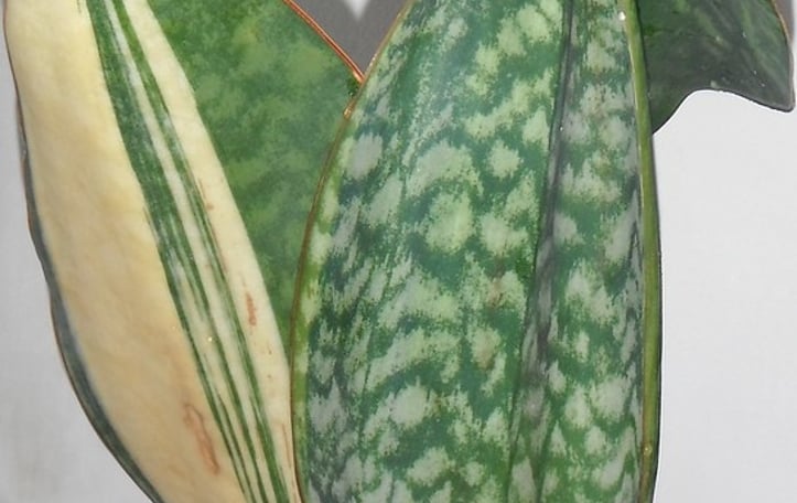 Mason's Congo Snake Plant